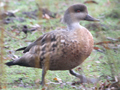 Crested Duck